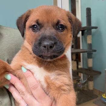 Retriever and Shepherd Dogs Available for Adoption - Mocha | PetCurious