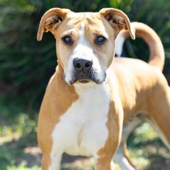 FLOCKA -  Pit Bull Terrier Dog for Adoption in Camarillo, California - FLOCKA | PetCurious