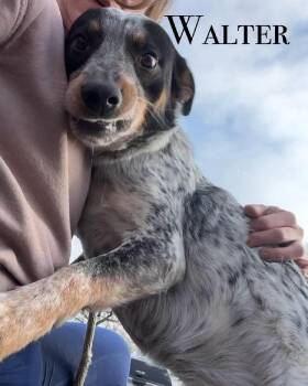 Rescue Australian Cattle Dog Blue Heeler Dogs for Adoption in Craig, Colorado - Walter | PetCurious