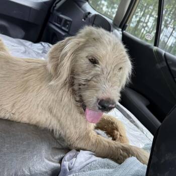 Sunny -  Wheaten Terrier and Mixed Breed Dog for Adoption in Montgomery, Alabama - Sunny | PetCurious