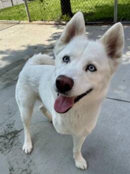 Siberian Husky Dogs Available for Adoption in Olathe, Kansas - SKY | PetCurious