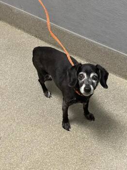 RUBY -  Terrier Dog for Adoption in Las Vegas, Nevada - RUBY | PetCurious