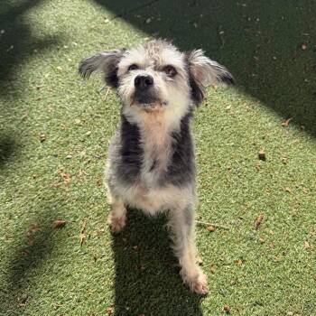 Dani -  Mixed Breed Dog for Adoption in Yaphank, New York - Dani | PetCurious