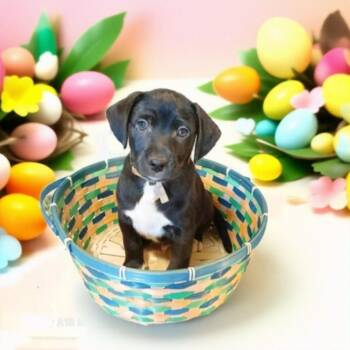 Rescue Jack Russell Terrier Dogs for Adoption in Shawnee, Oklahoma - Brody | PetCurious