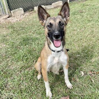 Fourth Wing -  Shepherd and Mixed Breed Dog for Adoption in Carencro, Louisiana - Fourth Wing | PetCurious