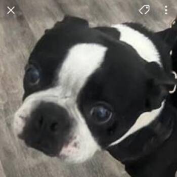 TUCKER -  Boston Terrier Dog for Adoption in Decatur, Alabama - TUCKER | PetCurious