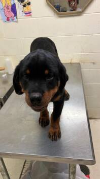 Diamond -  Rottweiler Dog for Adoption in Albany, Georgia - Diamond | PetCurious