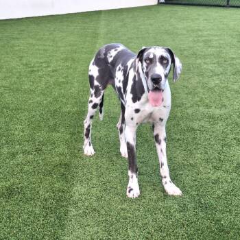 Gabbana 3491 -  Great Dane Dog for Adoption in Loxahatchee Groves, Florida - Gabbana 3491 | PetCurious