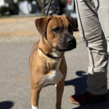 Rescue Mixed Breed Dogs for Adoption in Columbia, South Carolina - Gilgamesh | PetCurious