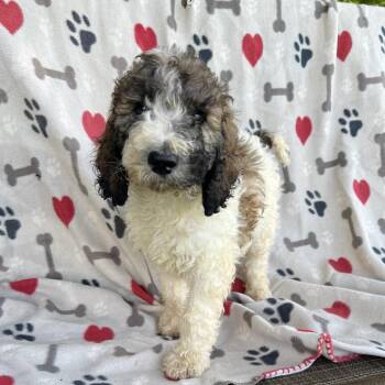 Cobbler -  Poodle and Mixed Breed Dog for Adoption in Brownsboro, Alabama - Cobbler | PetCurious