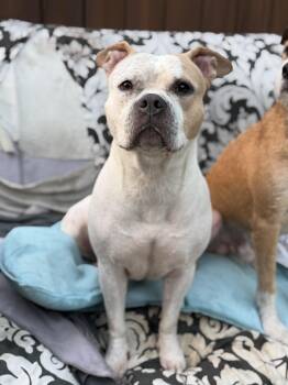 Sadie -  American Bulldog and Pit Bull Terrier Dog for Adoption in Torrance, California - Sadie | PetCurious