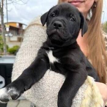 Pit Bull Terrier Dogs Available for Adoption in Bellingham, Washington - Russell | PetCurious