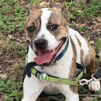 Coconut -  American Bulldog and Mixed Breed Dog for Adoption in Austin, Texas - Coconut | PetCurious