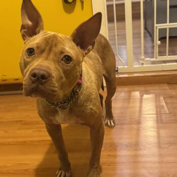 Olivia -  Pit Bull Terrier Dog for Adoption in South Plainfield, New Jersey - Olivia | PetCurious