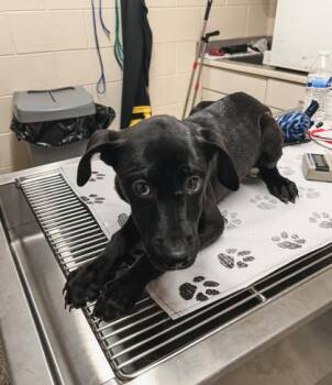 Labrador Retriever and Siberian Husky Dogs Available for Adoption in Westland, Michigan - Suga | PetCurious