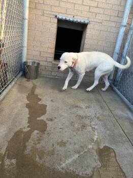 Mixed Breed Dogs Available for Adoption in Gallatin, Tennessee - Ethel | PetCurious