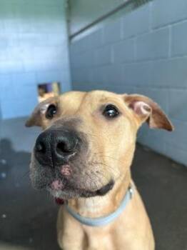 Ruby -  Mixed Breed Dog for Adoption in Lowell, Massachusetts - Ruby | PetCurious