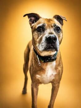 STRATTUS -  Mixed Breed Dog for Adoption in Jacksonville, Florida - STRATTUS | PetCurious