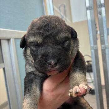 Angus -  Shepherd Dog for Adoption in North Battleford, Saskatchewan - Angus | PetCurious