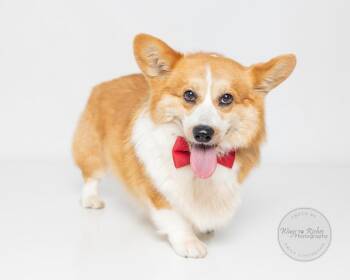 Cardigan Welsh Corgi Dogs Available for Adoption in Tuscaloosa, Alabama - Happy | PetCurious