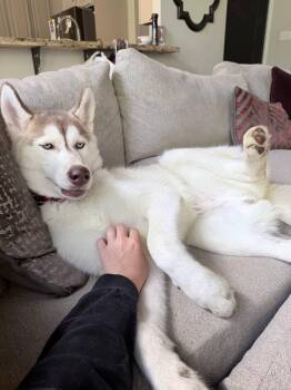 Siberian Husky Dogs Available for Adoption in Carrollton, Texas - Zeus | PetCurious