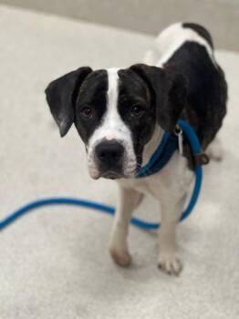 Dumbo -  Mixed Breed Dog for Adoption in Honolulu, Hawaii - Dumbo | PetCurious