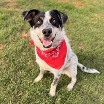 Ranger -  Cattle Dog and Australian Shepherd Dog for Adoption in Torrance, California - Ranger | PetCurious