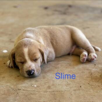 Slime -  Retriever Dog for Adoption in Huntsville, Alabama - Slime | PetCurious