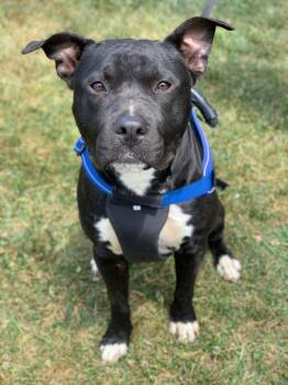 American Staffordshire Terrier Dogs Available for Adoption in Charlotte, North Carolina - Buddy | PetCurious