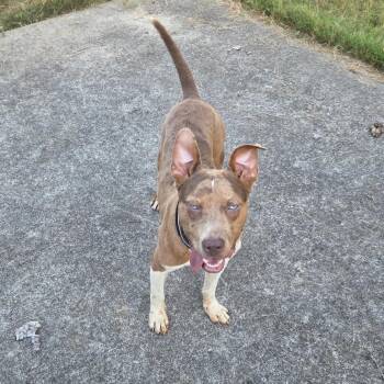 Garrett -  Cattle Dog and Mixed Breed Dog for Adoption in Brownsboro, Alabama - Garrett | PetCurious