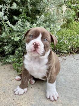 Lupin -  American Bulldog and French Bulldog Dog for Adoption in Orange, California - Lupin | PetCurious