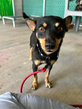 Spinner -  Miniature Pinscher Dog for Adoption in Phoenix, Arizona - Spinner | PetCurious