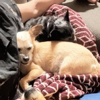 Beau -  Terrier Dog for Adoption in Spring Hill, Kansas - Beau | PetCurious