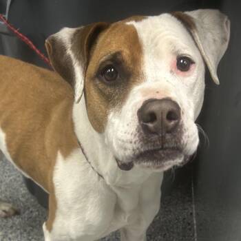 Pit Bull Terrier Dogs Available for Adoption - Xena | PetCurious