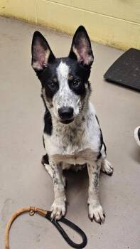 Rescue Australian Cattle Dog Blue Heeler Dogs for Adoption in Crossville, Tennessee - SPUD NUGGET | PetCurious