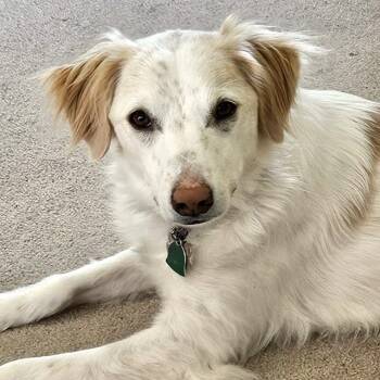 Rescue Mixed Breed Dogs for Adoption in Bellingham, Washington - Autumn | PetCurious