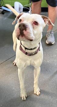 Pit Bull Terrier Dogs Available for Adoption in Lawrenceville, Georgia - Ic2 Mike | PetCurious