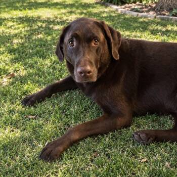 Blue -  Chocolate Labrador Retriever Dog for Adoption in Springfield, Missouri - Blue | PetCurious