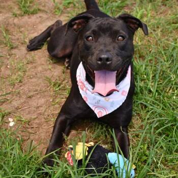 Margot -  Pit Bull Terrier Dog for Adoption in Beaumont, Texas - Margot | PetCurious