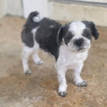 Shih Tzu Dogs Available for Adoption - Bentley 4216 | PetCurious