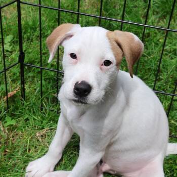 Hank **available at offsite adoption event on Sunday, 6/14* plea -  Jack Russell Terrier Dog for Adoption in Briarcliff Manor, New York - Hank **available At Offsite Adoption Event On Sunday, 6/14* Plea | PetCurious