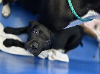 Mixed Breed Dogs Available for Adoption in Dallas, Texas - KUZCO | PetCurious