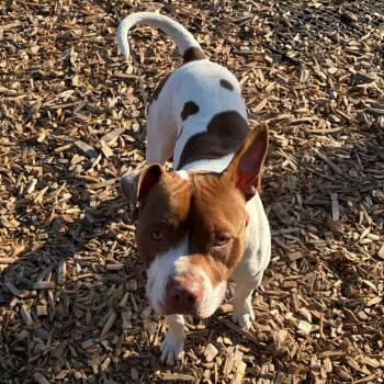Radley -  Pit Bull Terrier and Mixed Breed Dog for Adoption in Washougal, Washington - Radley | PetCurious