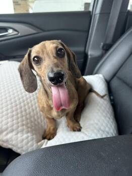 Trip -  Dachshund Dog for Adoption in Shawnee, Oklahoma - Trip | PetCurious