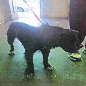 Border Collie Dogs Available for Adoption in Los Angeles, California - Sloth A2274252 | PetCurious