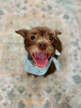 Miniature Poodle and Dachshund Dogs Available for Adoption in Friendswood, Texas - Cami Kissy Face Cutie | PetCurious