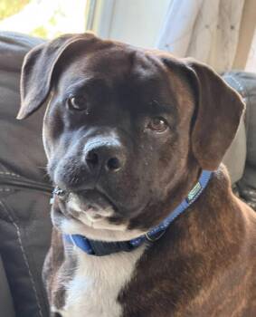 Rescue Basset Hound and Pit Bull Terrier Dogs for Adoption in Columbia, Missouri - Chubs | PetCurious