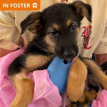 Little Twin Stars -  German Shepherd Dog and Mixed Breed Dog for Adoption in Los Angeles, California - Little Twin Stars | PetCurious