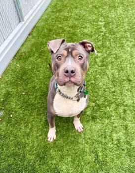 Hennessy -  American Bully Dog for Adoption in Delson, Quebec - Hennessy | PetCurious