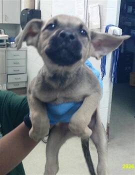 A480706 -  German Shepherd Dog and Labrador Retriever Dog for Adoption in Oklahoma City, Oklahoma - A480706 | PetCurious
